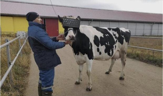 گاوها برای افزایش شیر دهی عینک واقعیت مجازی می زنند