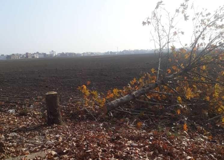 خبرنگاران قطع شبانه درختان چنار، معضل جدید خیابان&zwnjهای خلوت گنبدکاووس است