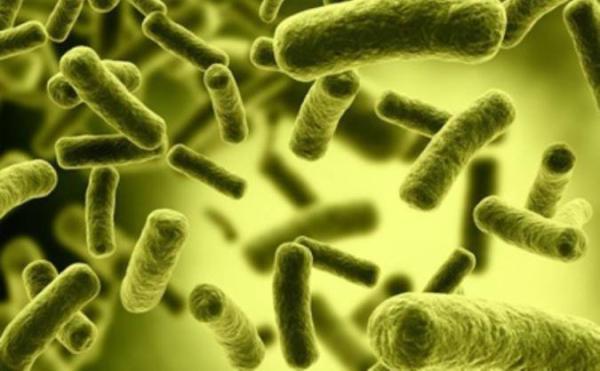 اثر میکروب ها بر روی جذب مواد غذایی در بدن انسان