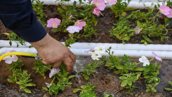 کاشت بیش از 152هزار گلدان گل فصلی در پردیسان قم