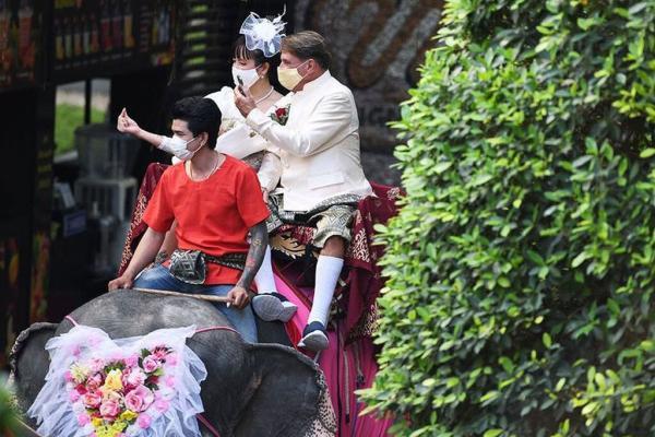 ببینید ، فیلی که دسته گل عروس پرتاب می نماید ، عروسی دسته جمعی در تایلند روی فیل ها